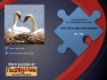                                                                       Swans Puzzle ליּפש