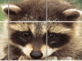                                                                     Raccoon Puzzle קחשמ
