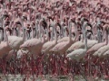                                                                     Flamingos Slider קחשמ