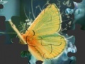                                                                     Butterfly קחשמ
