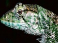                                                                     Wild iguana slide puzzle קחשמ
