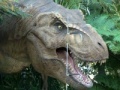                                                                     Tyrannosaurus Rex Jigsaw קחשמ
