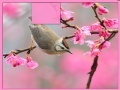                                                                     Bird at Spring קחשמ