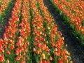                                                                     Jigsaw: Tulip Field קחשמ