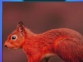                                                                     Red summer squirrels puzzle קחשמ