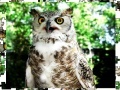                                                                     Jigsaw: Owl קחשמ