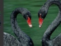                                                                     Black Swans קחשמ