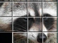                                                                     Raccoon Puzzles קחשמ