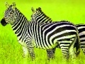                                                                      Green Safari: Zebras Puzzle ליּפש