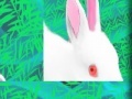                                                                       Rabbit: Puzzle ליּפש
