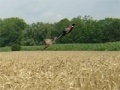                                                                     Pheasant Hunting קחשמ