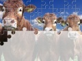                                                                     Gorgeous Cows Jigsaw קחשמ