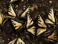                                                                     Butterflies Slider קחשמ