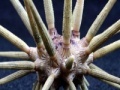                                                                     Sea Urchin Slider קחשמ