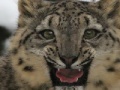                                                                     Snow Leopard Slider קחשמ