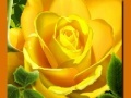                                                                       Yellow Roses ליּפש