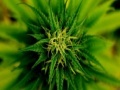                                                                     Marijuana Plant Slider קחשמ