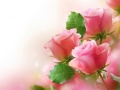                                                                     Pink Roses קחשמ