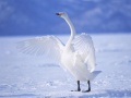                                                                     Graceful Swans קחשמ