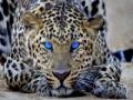                                                                       Leopard ליּפש