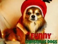                                                                     Funny Christmas Dogs קחשמ