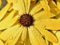                                                                       Flower Petals Raindrop Jigsaw ליּפש