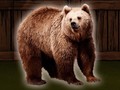                                                                     Save The Grizzly Bear קחשמ