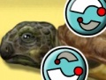                                                                       Turtle Care ליּפש