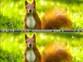                                                                       Squirrel difference ליּפש