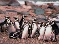                                                                     Penguin Jigsaw קחשמ