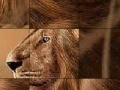                                                                       Big brave lion slide puzzle ליּפש