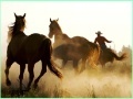                                                                     Cowboy Horses Sliding קחשמ