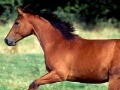                                                                       Horse painter ליּפש