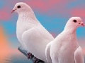                                                                     Lovely white doves slide puzzle קחשמ