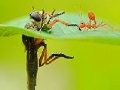                                                                       Little ant and leaf slide puzzle ליּפש