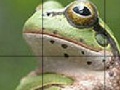                                                                     Sweet Green Frog Slide Puzzle קחשמ
