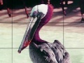                                                                       Pink headed pelican slide puzzle ליּפש