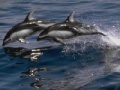                                                                       Dolphins Sliding Puzzle ליּפש