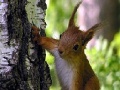                                                                     Cute squirrels slide puzzle קחשמ
