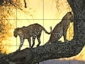                                                                     Big wild cats slide puzzle קחשמ
