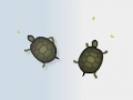                                                                       Turtles ליּפש