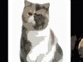                                                                       Cute cats - memory matching ליּפש
