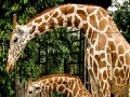                                                                     Giraffes in the forest slide puzzle קחשמ