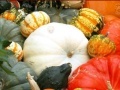                                                                     Hidden Objects: Pumpkin Show קחשמ