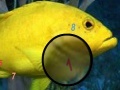                                                                     Amazing Fishes Hidden Numbers קחשמ