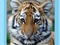                                                                     Tiger and Cubs Jigsaw קחשמ
