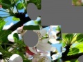                                                                     Blooming apple tree קחשמ
