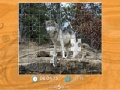                                                                     Gray Wolf Jigsaw Puzzle קחשמ