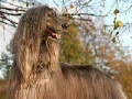                                                                     Big hairy dog slide puzzle קחשמ