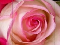                                                                     Pink Rose קחשמ
